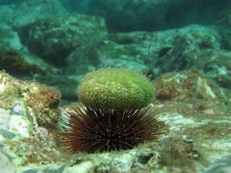 What Do Green Sea Urchins Eat?