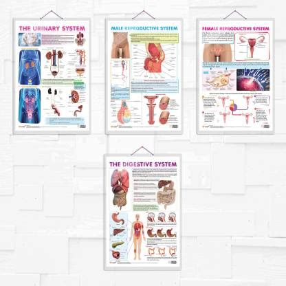 THE URINARY SYSTEM, MALE REPRODUCTIVE SYSTEM, FEMALE REPRODUCTIVE ...