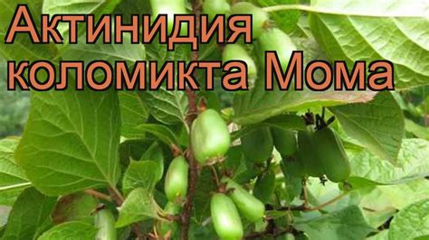 Актинидия коломикта Мома (actinidia kolomikta) 🌿 Мома обзор: как сажать ...