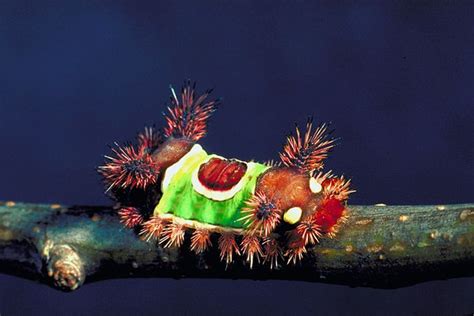 Saddleback Caterpillar | South Carolina Public Radio