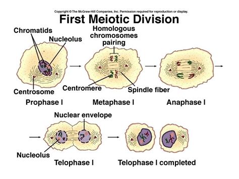 Image result for Reproduction Inseparable