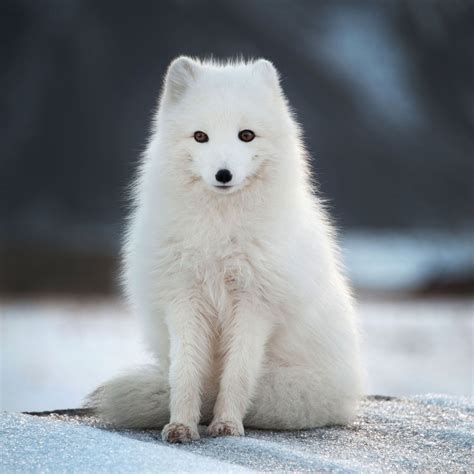Arctic Fox Pet Arctic Fox Animal Facts For Kids Characteristics