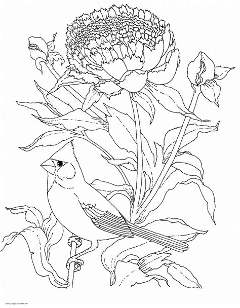 Bird Coloring Pages Printable