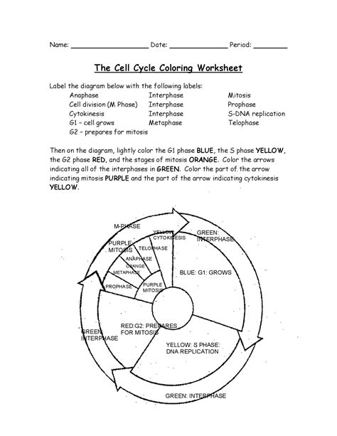 Image result for Cell Cycle Worksheet Answer Key