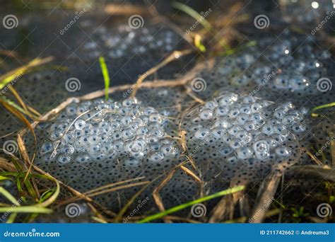 Frog eggs on water surface stock photo. Image of ecology - 211742662