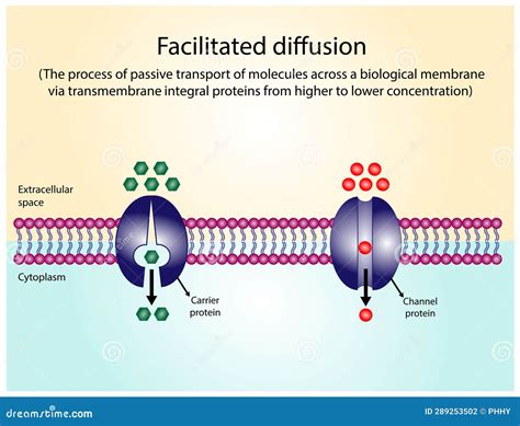 Facilitated Diffusion through a Specific or Non Specific Transporter ...