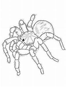 gratis malvorlagen spinnen spinne ausmalbilder mit bildern l 246 wen malvorlagen gratis malvorlagen spinnen spinne ausmalbilder mit bildern l 246 wen malvorlagen