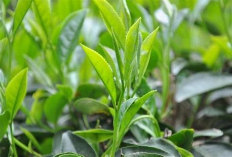 黎青茶的功效和作用 黎青茶什么人不能喝_绿茶的功效与作用_绿茶说