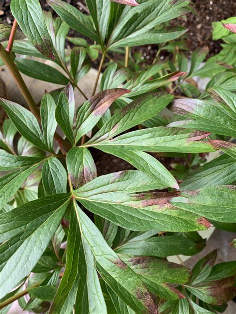 Peony Plant Leaves