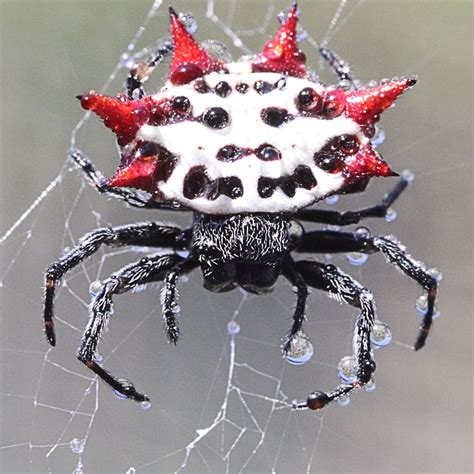 Scary Spider Pictures - Spiders Aren T That Scary Oklahoma State University, These little guys ...
