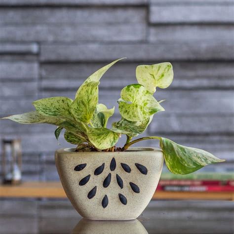 Ugaoo Watermelon Ceramic Planter - Bare Beige : Amazon.in: Garden ...