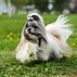 Image result for Who Is the Cutest Dog Ever