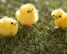 Image result for Baby Bunnies in Cups