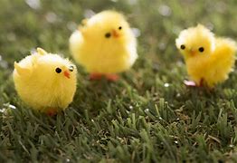 Image result for Adorable Bunnies of Spring