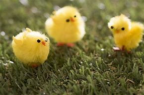 Image result for Baby Easter Chick Image