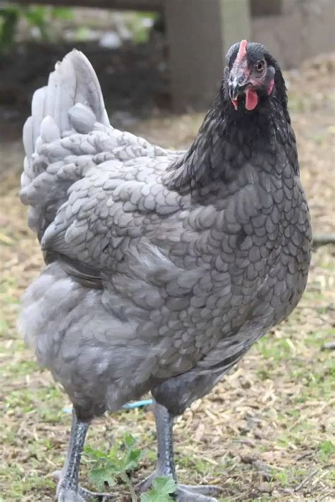 Top 6 Grey Chicken Breeds