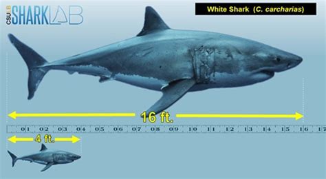 Image result for Huskell Programming Language
