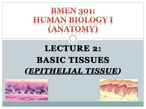 Basic Tissues 的图像结果