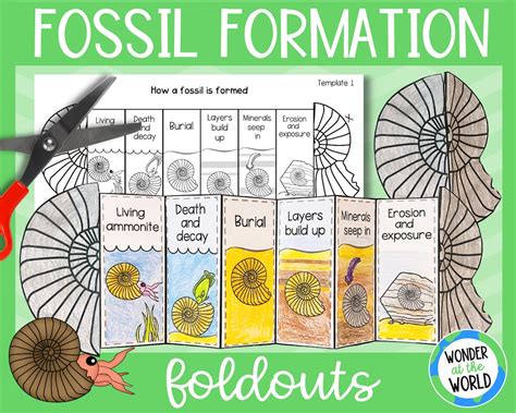 Buy How a Fossil is Formed Foldable Activity for Kids A4 and 11x8.5 ...