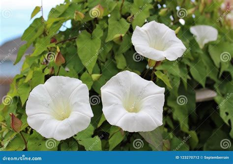 Blooming Morning Glory Flower Stock Photo - Image of blooming, fresh ...