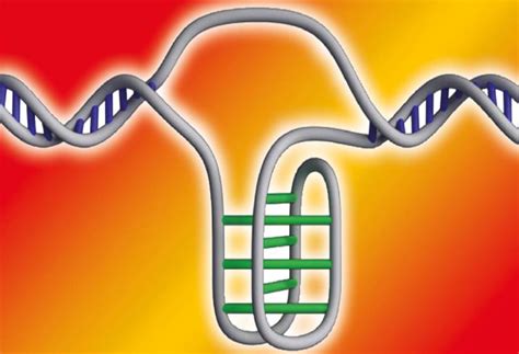 New DNA in cells Shape | உயிரணுக்களில் புதிய டி.என்.ஏ. வடிவம்