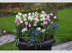 Buy bulb lasagne collection for pots Bulbs for pots  