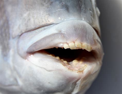 It's Sheepshead Time!