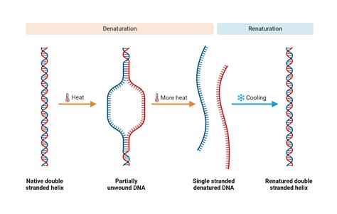 DNA Denaturation and Renaturation | BioRender Science Templates