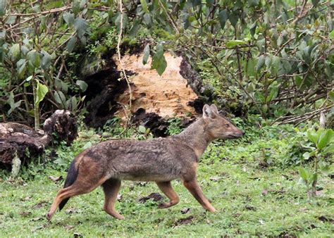 Genus Lupulella African Jackals — Coke Smith Wildlife