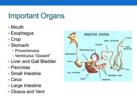 Digestive-System-in-Poultry-NXPowerLite.pptx