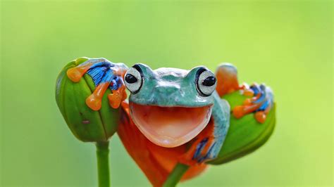 Bing Frog Wallpaper 的图像结果