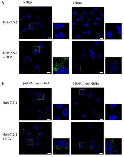 Visualization of Positive and Negative Sense Viral RNA for Probing the ...