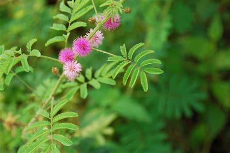 Sensitive plant | Mimosa pudica, Touch-Me-Not, Thigmonasty | Britannica