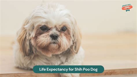 Life Expectancy for Shih Poo Dogs: What Every Owner Should Know