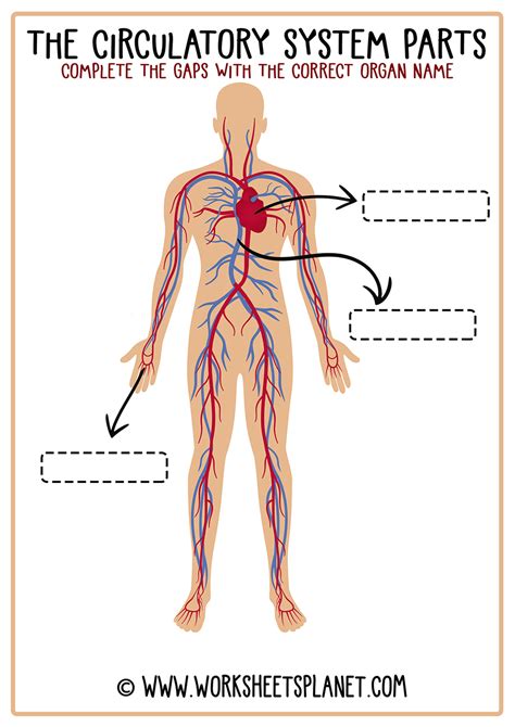 Image result for Circulatory System Basic Diagram