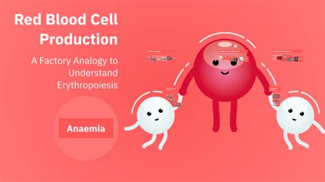 Image result for Explain Red Cell Production