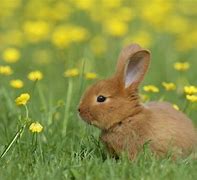 Image result for Photograph of Four Wild Baby Bunnies Together