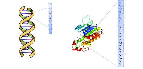 DNA Coding of Protien Tutorial 的图像结果