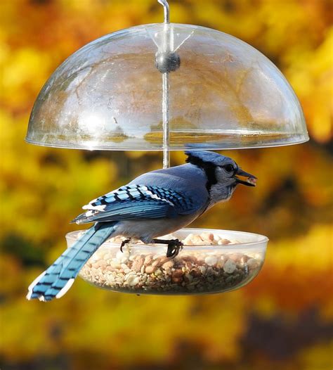 Peanut Bird Feeder – Jacobi Jayne