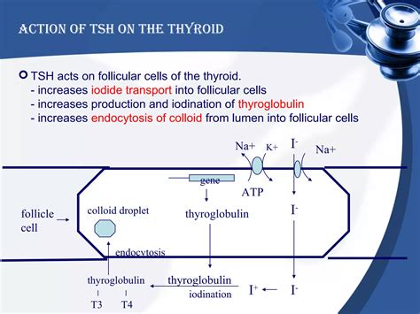 Image result for Thyroid Testing Algorithm