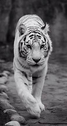Wallpaper Beautiful Home Screen Tigers by Be The King Tiger Wallpaper Iphone Lock Screen Lock Wallpaper Beautiful Home Screen Tigers