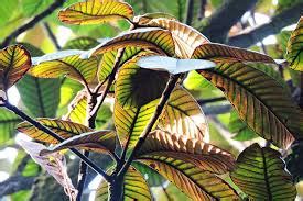 Gutta-Percha Tree: Sustainable Natural Resource Benefits – Grow Billion ...