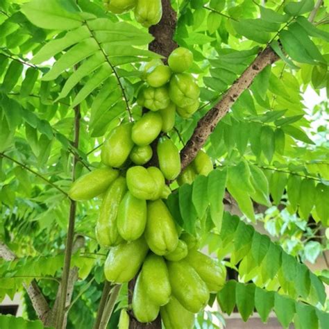 Bilimbi (Irumban Puli) Live Plant | Buy Online – Seed2Plants ...