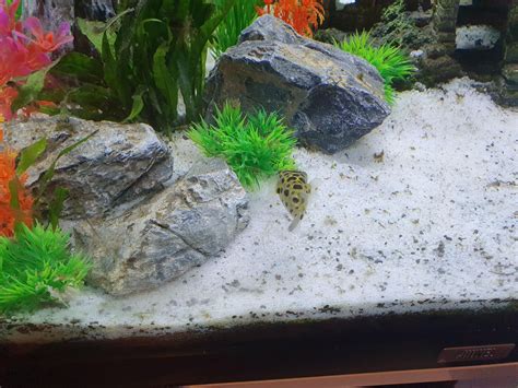 Figure 8 puffer? Or green spotted puffer? : r/Puffers