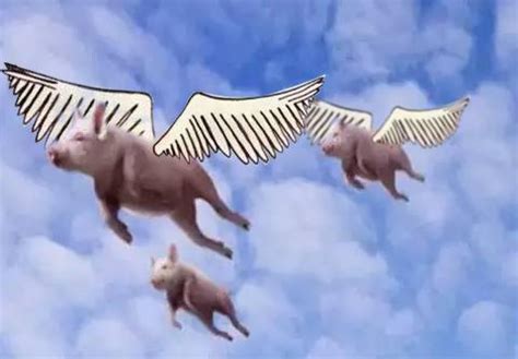 飞在天上的猪图片,飞猪图片大全大图,一只猪在飞的图片(第12页)_大山谷图库