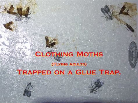 Clothes Moths Pest Control at Tamara Wickline blog
