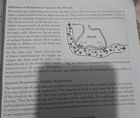 Image result for Diffusion Respiratory System