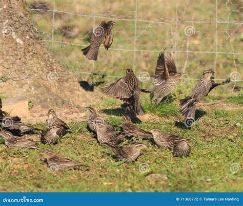 Flock of Female Red-winged Black Birds Stock Photo - Image of hope, feeding: 71368772 - migration of red winged blackbird