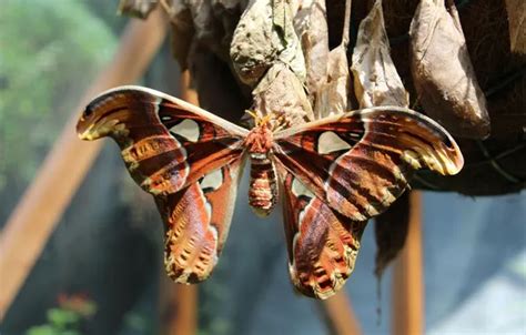 Wallpaper leaves, microsemi, wings, Butterfly, insect, closeup for ...