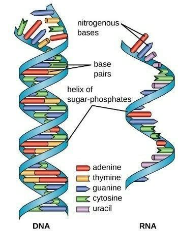sketch and explain the structure of DNA and various types of RNA ...